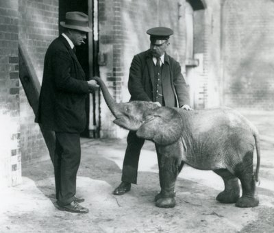 Pas aangekomen baby dwergbosolifant Tiny, met haar verzorgers Robertson, Stimpson en Milbourn in London Zoo, 1922 door Frederick William Bond